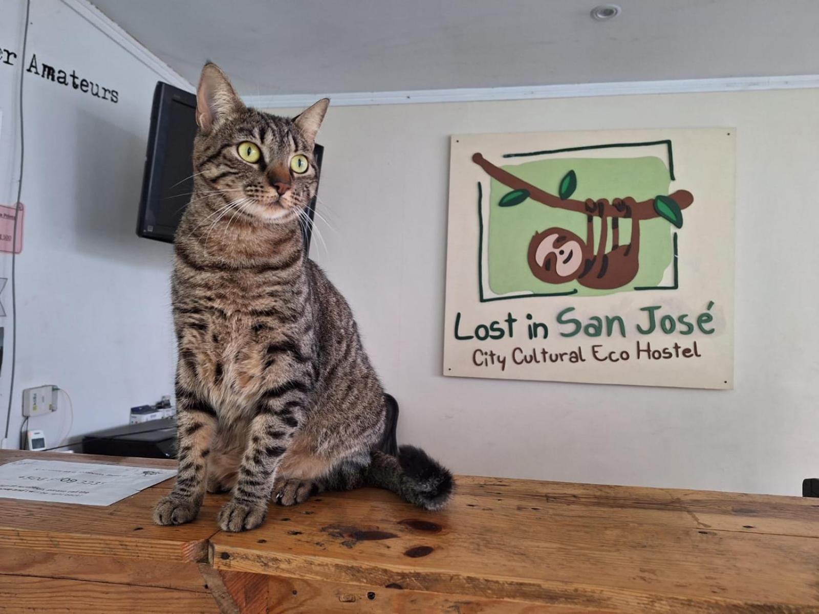 Lost In San Jose Hotel & Hostel 外观 照片